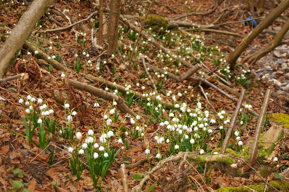 Leucojum vernum / Campanelle comuni